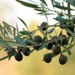 Olive Tree